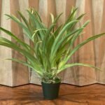 5 SPIKES - Miltoniopsis Maui Passion ‘Love Lace’ x William Hammel ‘Rising Sun’ (4” pot)