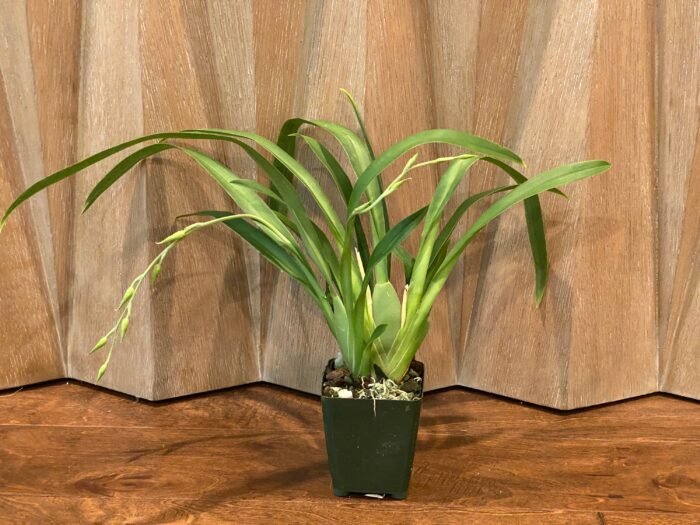 DOUBLE SPIKES - (Mps. Maui Sunset x Lemon Drop) x roezlli v. xanthina (3.5” pot) - Image 8
