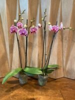 Phalaenopsis Large Leopard Prince In Spike (4.5" pot) - Image 5