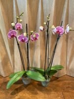 Phalaenopsis Large Leopard Prince In Spike (4.5" pot) - Image 6