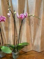 Phalaenopsis Large Leopard Prince In Spike (4.5" pot) - Image 8