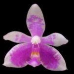 Phalaenopsis modesta x sib (3” pot)