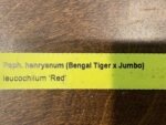 Paph. henryanum (Bengal Tiger x Jumbo) x leucochilum ‘Red’ (2-3 Growths - 2” pot) - Image 9
