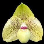 Paph. Mint Chocolate (malipoense x leucochilum) BLOOMING SIZE  (2” pot)