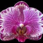 Phalaenopsis Large I-Hsin Pink Spider in Bloom (4.5" Pot)