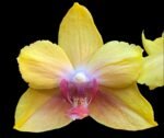 In Bloom Phalaenopsis Fuller's Sunset Peloric (4.5" pot)
