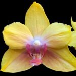 In Bloom Phalaenopsis Fuller's Sunset Peloric  (4.5" pot)