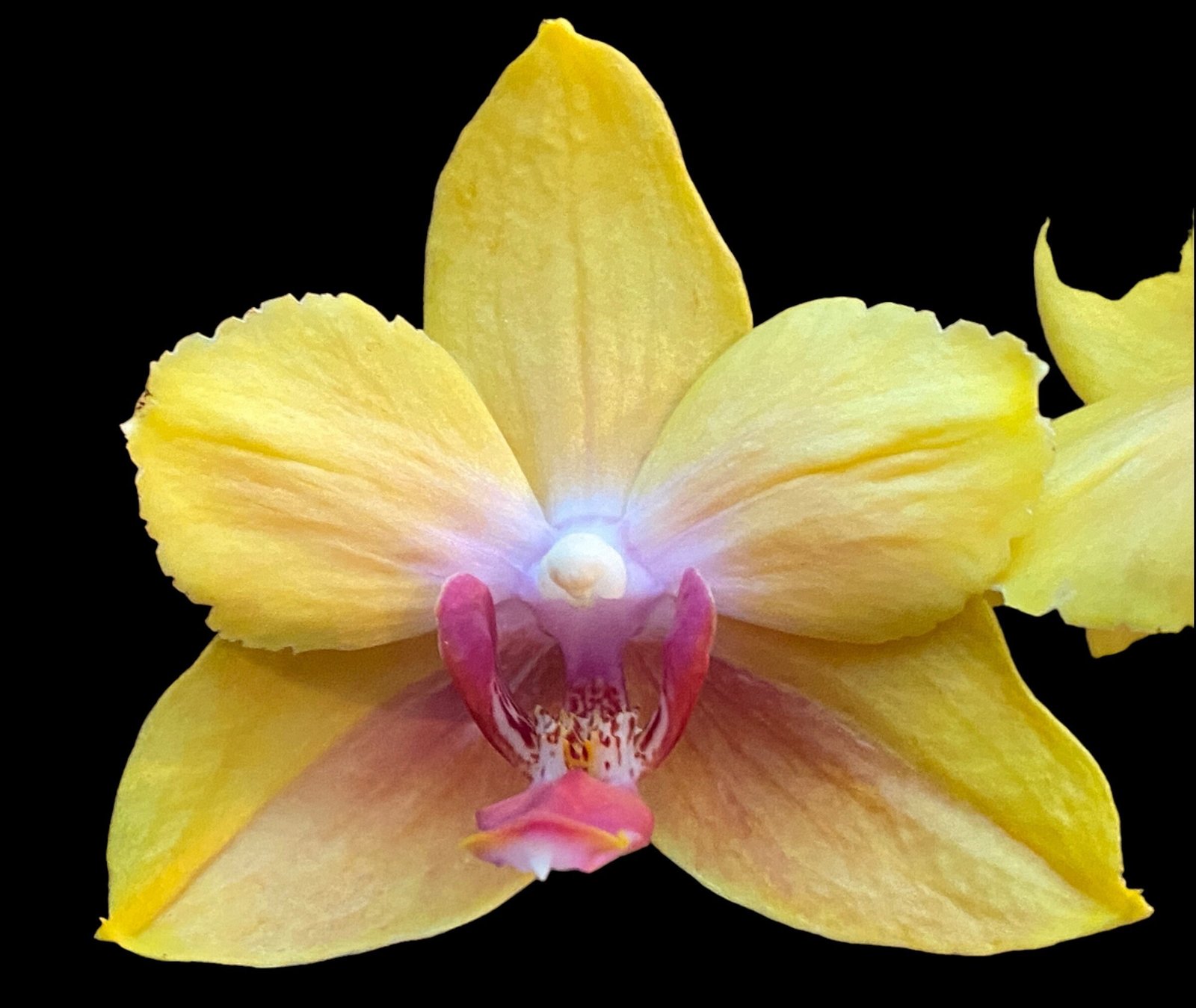 il_fullxfull.5015932239_c9qs.jpg In Bloom Phalaenopsis Fuller's Sunset Peloric (4.5" pot) - Image 1