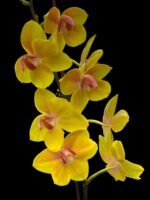 In Bloom Phalaenopsis Fuller's Sunset Peloric (4.5" pot) - Image 2