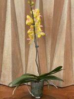 In Bloom Phalaenopsis Fuller's Sunset Peloric (4.5" pot) - Image 4