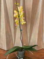 In Bloom Phalaenopsis Fuller's Sunset Peloric (4.5" pot) - Image 5