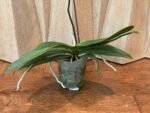 In Bloom Phalaenopsis Fuller's Sunset Peloric (4.5" pot) - Image 6