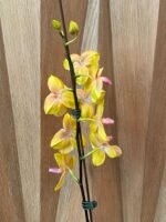 In Bloom Phalaenopsis Fuller's Sunset Peloric (4.5" pot) - Image 3
