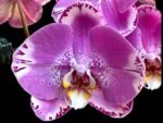 In Spike Phalaenopsis Large Dtps. OX King x Phal. Fuller’s Purple Queen XL Flowers (4.5" Pot) - Image 2