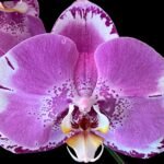 In Spike Phalaenopsis Large Dtps. OX King x Phal. Fuller’s Purple Queen XL Flowers (4.5" Pot)
