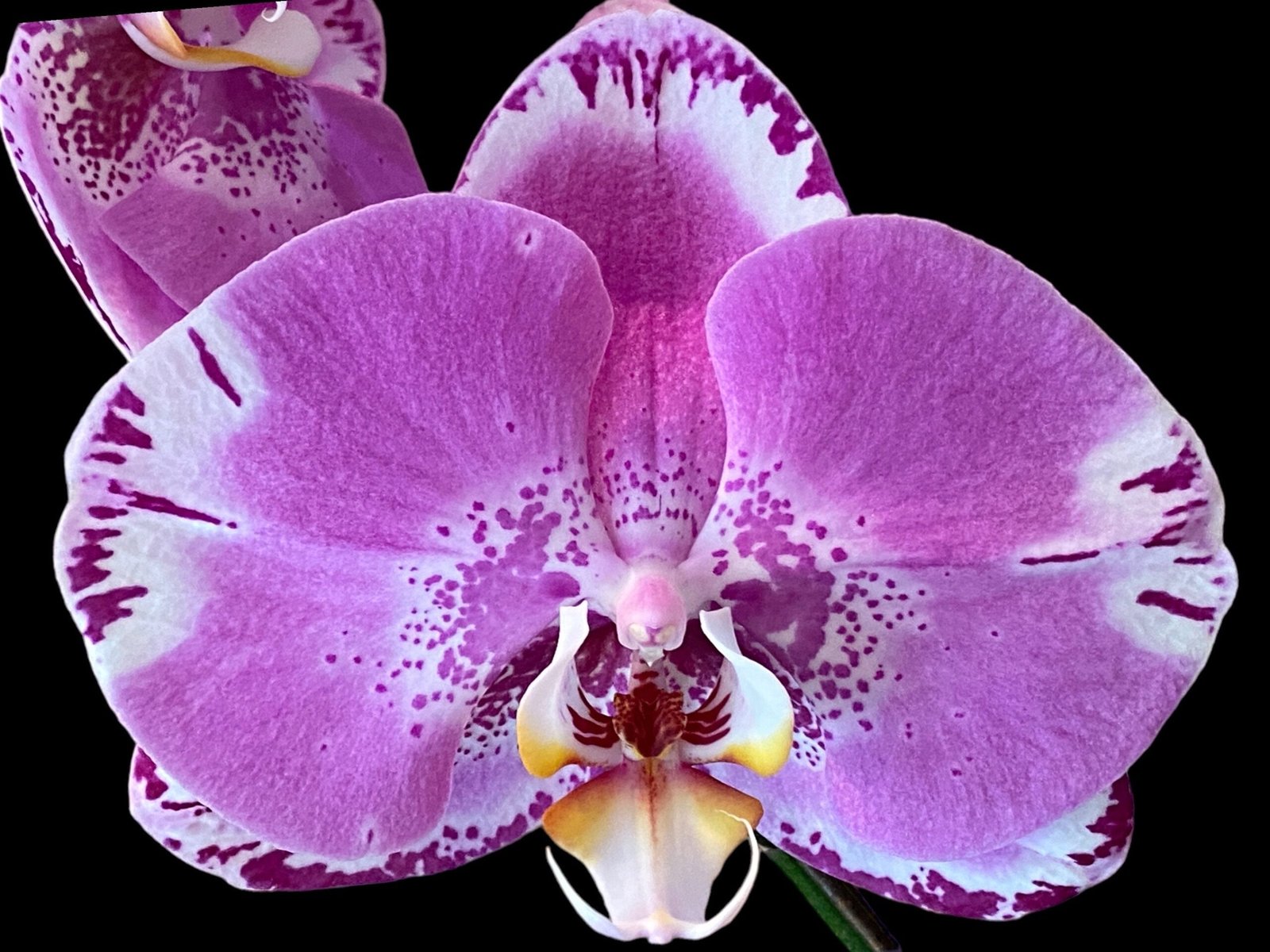 il_fullxfull.5016324961_bphy.jpg In Spike Phalaenopsis Large Dtps. OX King x Phal. Fuller’s Purple Queen XL Flowers (4.5" Pot) - Image 1