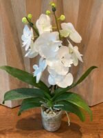 Rare unusual Phalaenopsis Charming Crystal Water Big Lip Big Flower 2 Spikes (4.5" pot) - Image 8