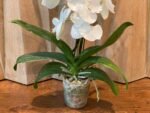 Rare unusual Phalaenopsis Charming Crystal Water Big Lip Big Flower 2 Spikes (4.5" pot) - Image 9