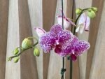 Phalaenopsis Beautiful Smile Double Spikes (4” Pot) - Image 4