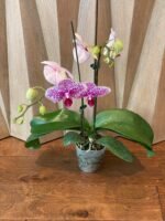 Phalaenopsis Beautiful Smile Double Spikes (4” Pot) - Image 5