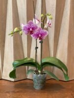 Phalaenopsis Beautiful Smile Double Spikes (4” Pot) - Image 6