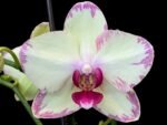 Huge  Phalaenopsis Daton “Green Lightning  Multi Spikes (5" pot) - Image 2