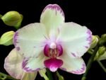 Huge  Phalaenopsis Daton “Green Lightning  Multi Spikes (5" pot)