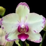 Huge  Phalaenopsis Daton “Green Lightning  Multi Spikes (5" pot)