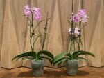 Phalaenopsis Younghome Snow Cherry In Spikes  (4.5” Pot) - Image 3