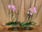 Phalaenopsis Younghome Snow Cherry In Spikes  (4.5” Pot) - Image 4