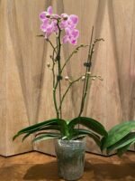 Phalaenopsis Younghome Snow Cherry In Spikes  (4.5” Pot) - Image 5