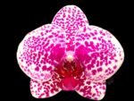 Phalaenopsis Beautiful Smile Double Spikes (4” Pot)