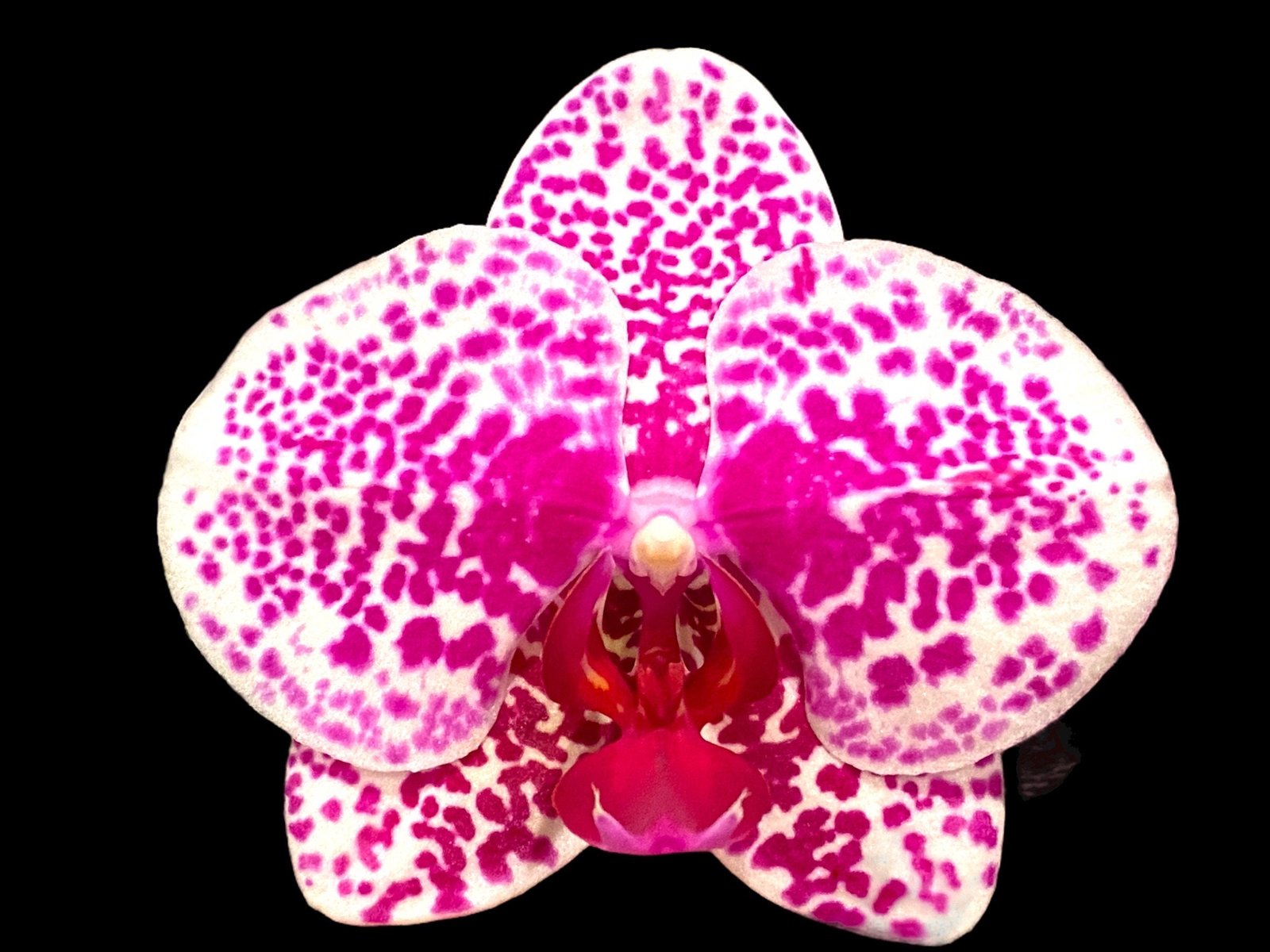 il_fullxfull.5016983745_rjdy.jpg Phalaenopsis Beautiful Smile Double Spikes (4” Pot) - Image 1