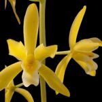 Cymbidium findlaysonianum (5” pot)