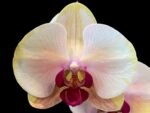 Phalaenopsis  In Spike Lost Tag (4.5" pot) - Image 2