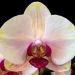 Phalaenopsis  In Spike Lost Tag (4.5" pot)