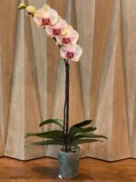 Phalaenopsis  In Spike Lost Tag (4.5" pot) - Image 5