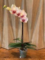 Phalaenopsis  In Spike Lost Tag (4.5" pot) - Image 6