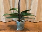 Phalaenopsis  In Spike Lost Tag (4.5" pot) - Image 7