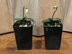IN SPIKE - Paphiopedilum thaianum x sib (2” pot) - Image 2
