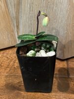 IN SPIKE - Paphiopedilum thaianum x sib (2” pot) - Image 4