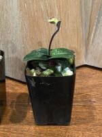 IN SPIKE - Paphiopedilum thaianum x sib (2” pot) - Image 5