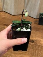 IN SPIKE - Paphiopedilum thaianum x sib (2” pot) - Image 6