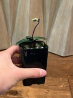 IN SPIKE - Paphiopedilum thaianum x sib (2” pot) - Image 7