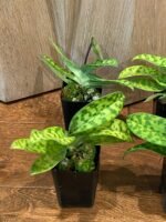 In Spike/Bud - Paph. Love Song (sukhakulii x acmodontum) (2” pot) - Image 5