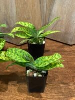 In Spike/Bud - Paph. Love Song (sukhakulii x acmodontum) (2” pot) - Image 6