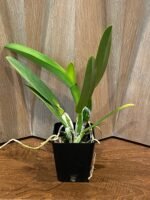 IN SHEATH - Cattleya labiata amnesiana ‘Canaima’s Select’ x labiata coerulea ‘Azul’ (3.5” pot) - Image 2
