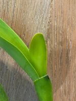 IN SHEATH - Cattleya labiata amnesiana ‘Canaima’s Select’ x labiata coerulea ‘Azul’ (3.5” pot) - Image 5