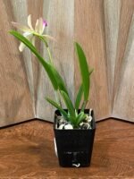 IN BLOOM - Brassavola nodosa x C. Lulu (3.5" pot) - Image 3