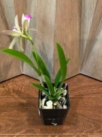 IN BLOOM - Brassavola nodosa x C. Lulu (3.5" pot) - Image 4